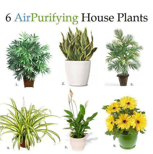 Benefits of house plantting for skin