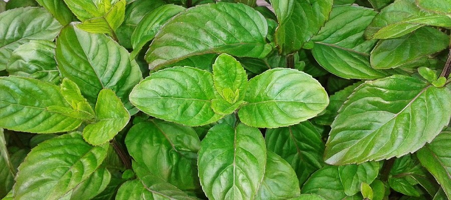 Brain Boosting Herbs & Spices - Holy Basil