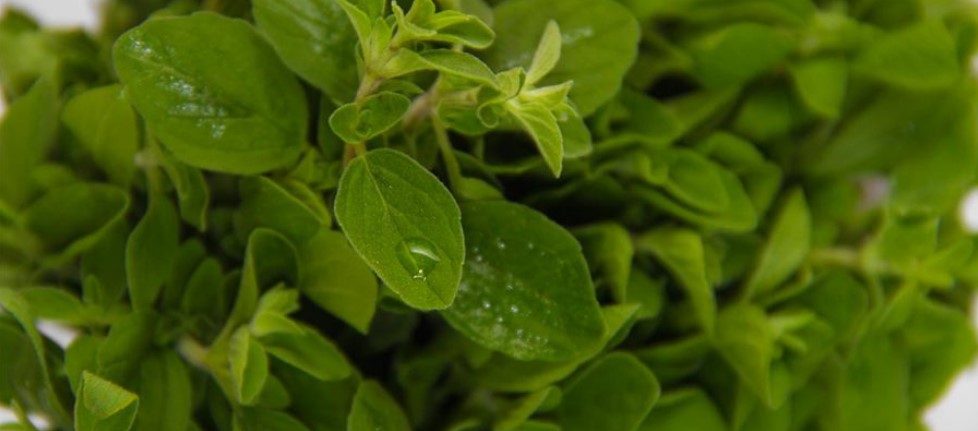 Brain Boosting Herbs & Spices - Oregano