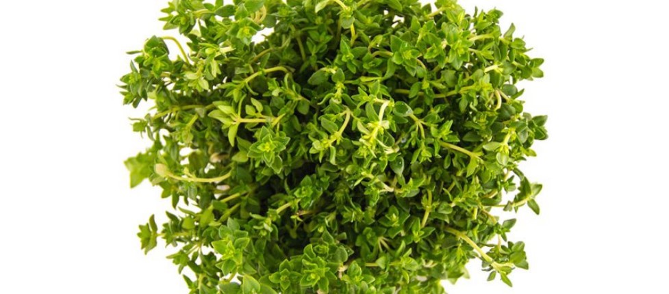 Brain Boosting Herbs & Spices - Thyme